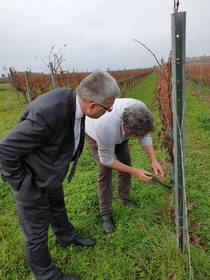 Oberbürgermeister, Bernward Küper, mit Stephan Herzer bei der Besichtigung einer Weinrebe im Weinberg ©Stadtverwaltung Naumburg (Saale)