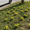Naumburg begrüßt den Frühling mit Krokussen, Narzissen und Märzenbechern