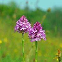 Wilde Orchideen im Naturpark Saale-Unstrut-Triasland