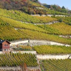 Terrassenweinberge mit Kalksteinmauern &copy;Stadt Naumburg (Saale) - Stadtmarketing