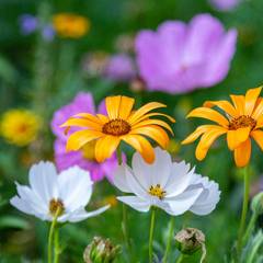 Wiese mit bunten Wildblumen ©shutterstock