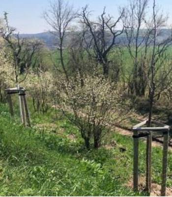 Lückenbepflanzung am Stendorfer Weg