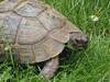 Schildkr&ouml;te gefunden