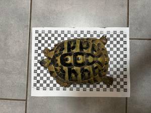 Gefundene Griechische Landschildkröte ©Untere Naturschutzbehörde Burgenlandkreis