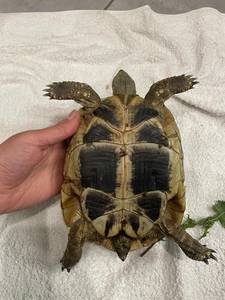 Gefundene Griechische Landschildkröte ©Untere Naturschutzbehörde Burgenlandkreis