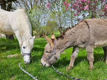 Esel- & Ponyhof Goseck &copy;Esel- & Ponyhof Goseck