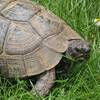 Schildkr&ouml;te gefunden