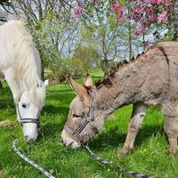 Esel- & Ponyhof Goseck
