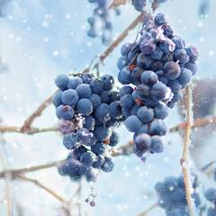 Eiswein - Weinanbau Saale-Unstrut ©shutterstock.de