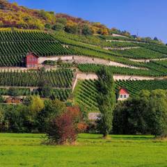 Weinanbau Saale-Unstrut ©shutterstock.de