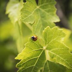 Glückskäfer auf einem Weinblatt