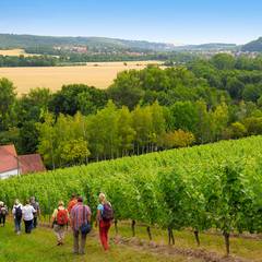 Geführte Wanderung durch die Weinberge &copy;Landesweingut Kloster Pforta, Foto: Danilo Böhme