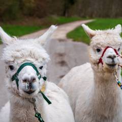 Alpakas