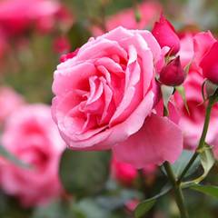 Rosen im Rosengarten ©HeungSoon - pixabay