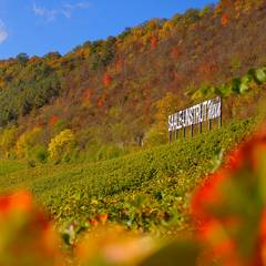 Weinberge in Herbstfarben getaucht &copy;Landesweingut Kloster Pforta, Foto: Danilo Böhme