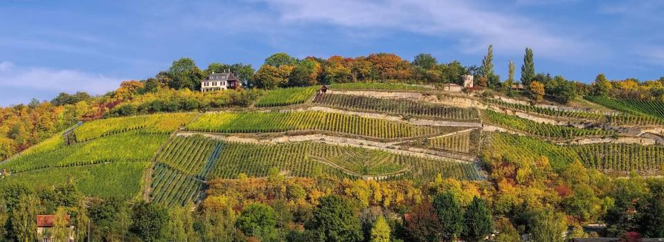Weinlage Steinmeister bei Naumburg (Saale) ©shutterstock.de